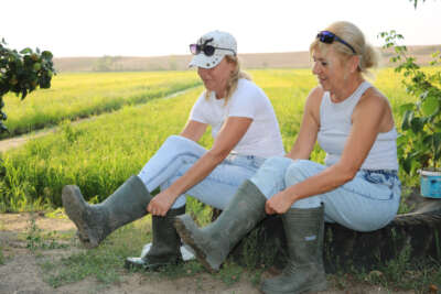 Baba mesleğini sürdüren 2 kız kardeş, çeltikte yüksek verim ve kalite bekliyor