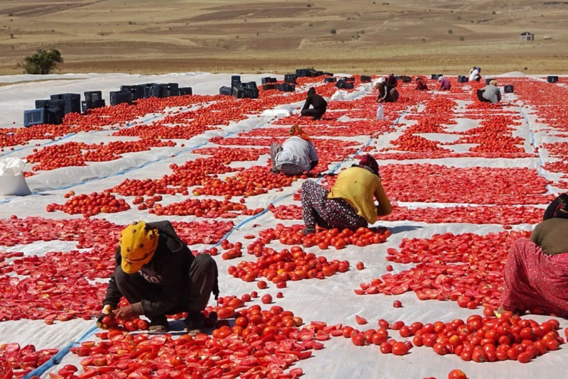 Bitlis’ten Amerika ve Avrupa’ya kurutulmuş domates
