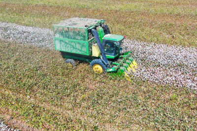 Çukurova’da pamuk hasadı başladı