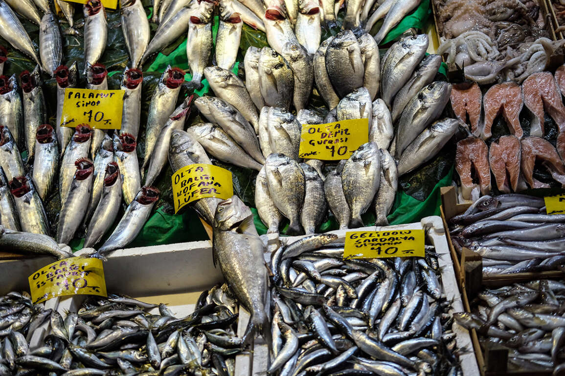 İstanbul’da tezgahlarda balık çeşitliliği yaşanıyor