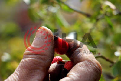 Kış aylarının vazgeçilmezi, zorlu arazilerde toplanmaya başlandı