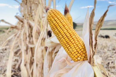 Mısır hasadının başladığı Mardin’de verimin düşük olması çiftçileri üzdü