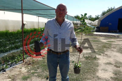 Organik solucan ve yarasa gübresiyle yetiştirilip, kilosu 150 liradan satılıyor