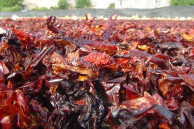 Vazgeçilmez baharat 'Urfa isotu'