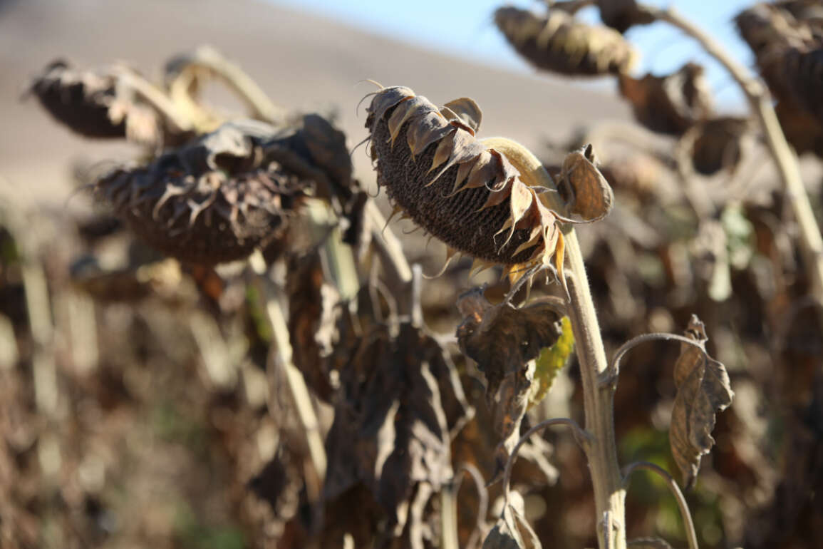 Yerli Ayçiçeği Tohumu Geliştirme ve Çiftçi Destekleme Projesi Konya'da devam ediyor