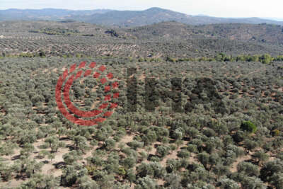 Zeytinyağı üreticisi Ahmet Herdan 'Kazdağları zeytinyağına değer katıyor'