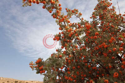 Alıç üreticinin elinde kaldı