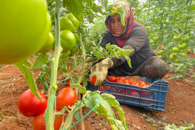 Antalya’da sezonun ilk domates hasadı yapıldı