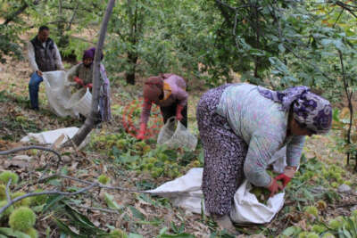 Aydın’ın dağlarında hareketlilik başladı, kestane üreticilerini hasat telaşı sardı