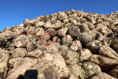 Buğdaydan sonra pancarda da rekor üretim