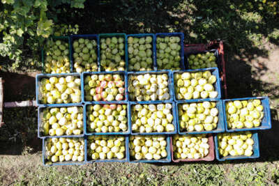 Dalların altın sarısında hasat zamanı: Dünyada rakibi yok