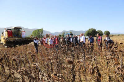 Simav'da yağlık ayçiçeği hasadı