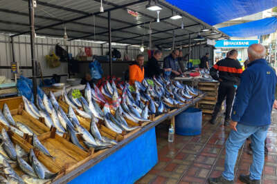 Zonguldak'ta palamudun fiyatı yükselişe geçti
