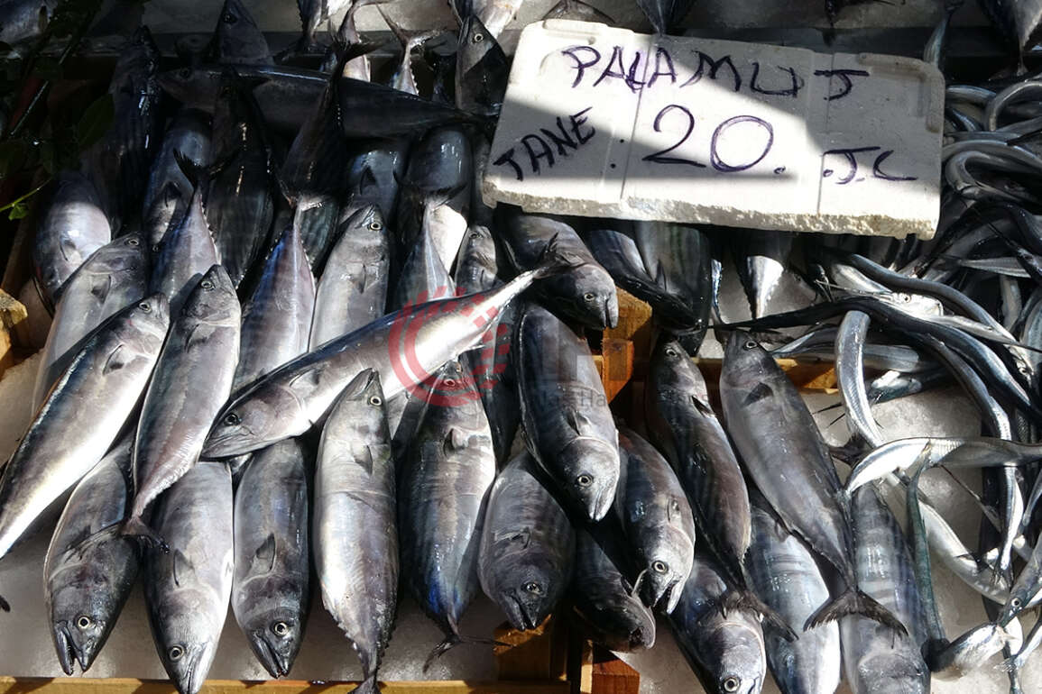Karadeniz'de palamut avcılığının 15 gün daha sürmesi bekleniyor