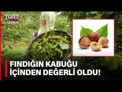 Fındıktan Bir Dokunuşla Üç Ürün Çıktı! Kabuğunun Değerini 5 Dolara Çıkaran Yatırım – TGRT Haber