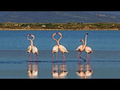 Yaşayan Parklar: Ekosistemi koruma, tarımsal üretim & reaktif kullanım | İzmir