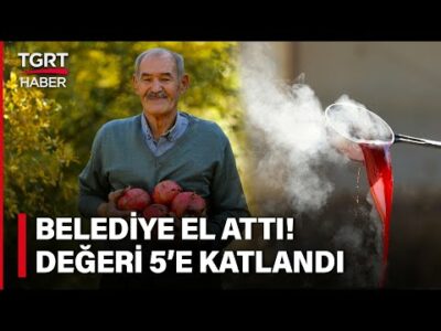 Belediyenin Projesi Çiftçinin Yüzünü Güldürdü! Oğuzeli Narının Değeri 5’e Katlandı – TGRT Haberi