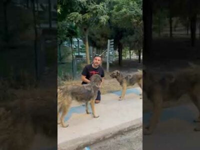 Köpek Sevgim Sorgulanamaz!