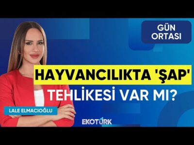 Hayvancılıkta 'Şap' Tehlikesi Var mı? | Dr. Ahmet Yücesan | Lale Elmacıoğlu | Gün Ortası