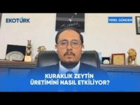 Zeytinyağı Sektöründe Kalite Kontrolü | Yerel Gündem