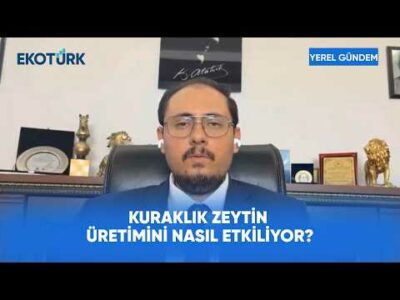 Zeytinyağı Sektöründe Kalite Kontrolü | Yerel Gündem